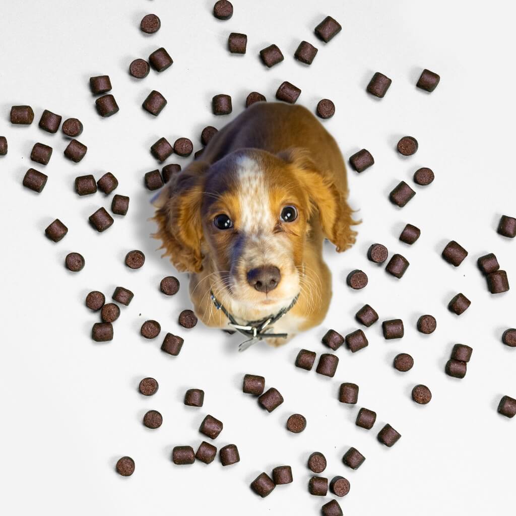 Flea & Tick Treats