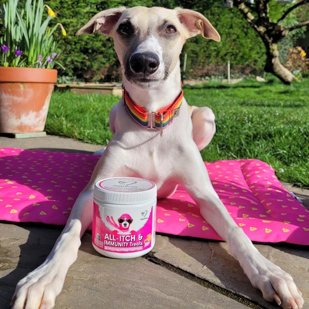 Itchy Dog Kit