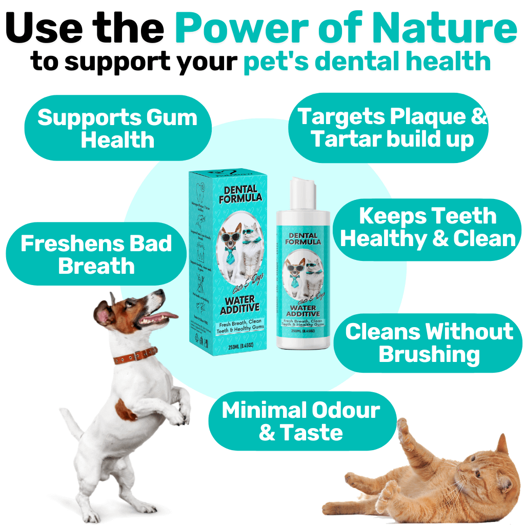 Teeth, Gums & Tums Kit